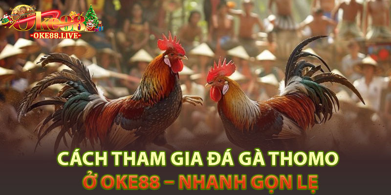 Cách tham gia đá gà thomo ở Oke88 – Nhanh gọn lẹ