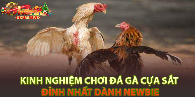Kinh nghiệm chơi đá gà cựa sắt đỉnh nhất dành newbie