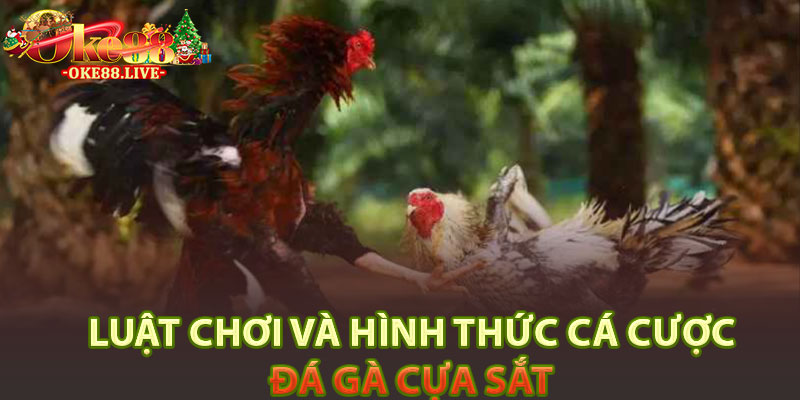 Luật chơi và hình thức cá cược đá gà cựa sắt