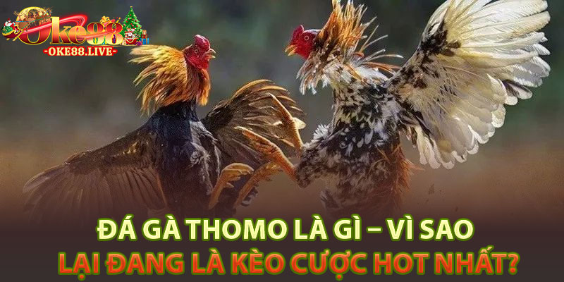 Đá gà thomo là gì – Vì sao lại đang là kèo cược hot nhất?